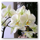 planten-01a